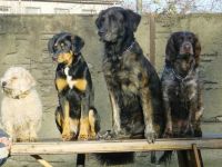 Hundeschule Hot - Dog