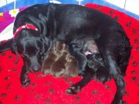 From the Little Farm