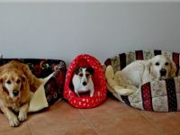 Hundehotel Hundepension Volz