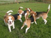 Monti`s Hundehotel und Hundetagesstätte