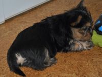 Von den zwei Eichen & Wild Devils