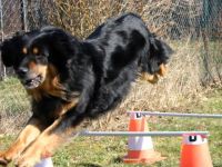 Sportverein für Gebrauchshunde Berlin West e.V.