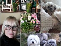 Kleine Landhaus-Hundepension Struvenhütten