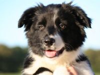 Professionelles Training für Hund und Mensch