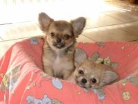 of my Little Snaftis