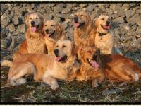 The heart of golden dreams