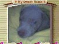 Jäger vom Westerwald