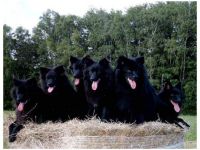 von der Arnold's Eiche