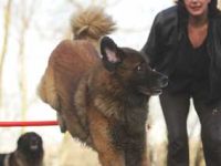 Hundeschule und -pension