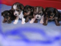 vom Goldenen Engelberg