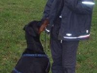 Mein Hund als Partner