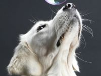 vom Sulzbacher Scheuerberg