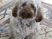 von der grünen Linde