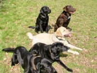 Waldnieler Hundeschule Kubel