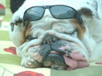 Hundeschule Fockenbachsmühle