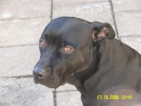 Hundeschule König in Bochum und Vreden