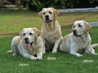 vom Adlumer Meerfeld