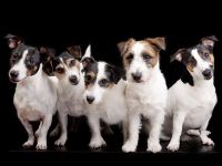 Aus dem Rechtenbachtal