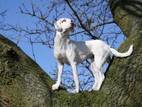 Hundeschule Sandra Müller /Steinwedel