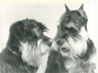 von den kleinen Strolchen