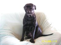 Hundeschule König in Vreden und Bochum