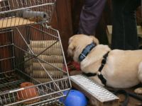 Hundeschule Niedernberg