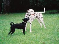 Hund & Halter - Hundeschule