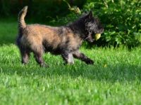 Hundepension"Hundeparadies Herrmann"