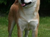 of isamáshii Nakamá