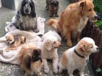 Hundekindergarten auf der Uhlenhorst