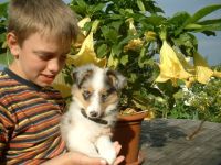 von den Vitalienbrüdern