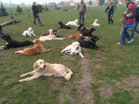 Hundeschule Saalfeld