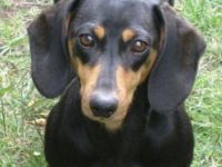 von der Wilden Meute