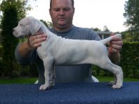 Del Grande Casador Branco