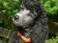 Aus dem Tabakstädtchen