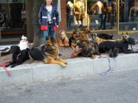 Mobile Hundeschule Susanne Schwarzer