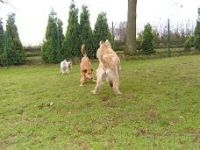 Hundepension Am Grünen Baum