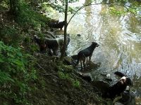 Hundebetreuung Monika Klein