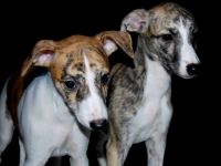 of spotted Sensation