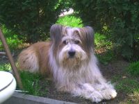 Zentrum für Tier und Mensch - Hundeschule