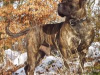 Anasha Boerboels