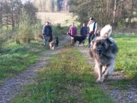 Brave Pfoten - hier wird geflüstert.....