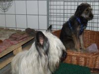 Tierpension & Hörnchenzuchtfarm Richter