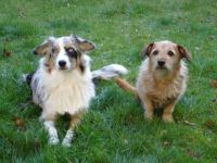 Hundeschule Teamplay