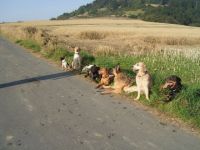 Mit Hunden Leben ~ Die Schule für Hund und Mensch