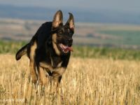 Hunde - Sport - Bockenem