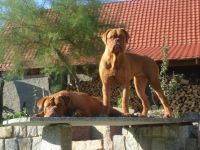 vom Elbe-Elster Bärenzwinger