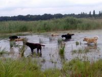 Sandras Tierbetreuung