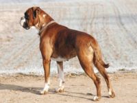 vom Metternicher Schlösschen