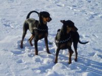 Deutsche Pinscher vom Bruchstein